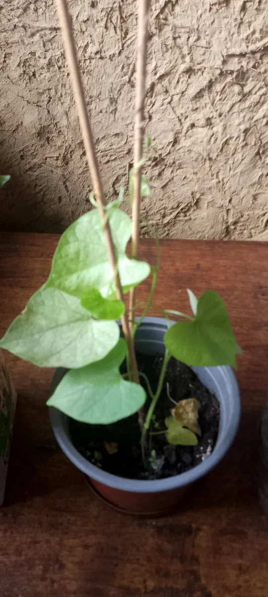 Lote Raquel de plantas 5Ipomea