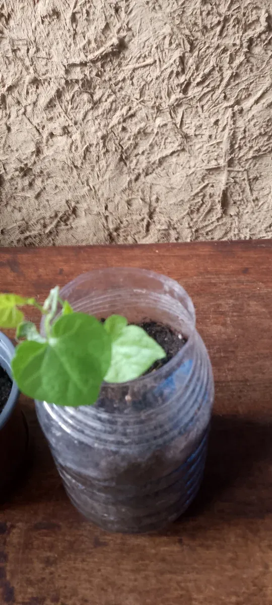 Lote Raquel de plantas 5Ipomea