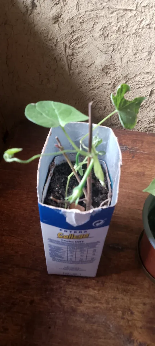 Lote Raquel de plantas 5Ipomea