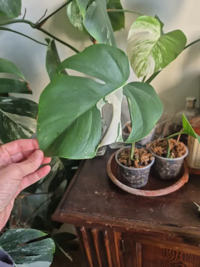 Monstera Albo Variegata ben radicata