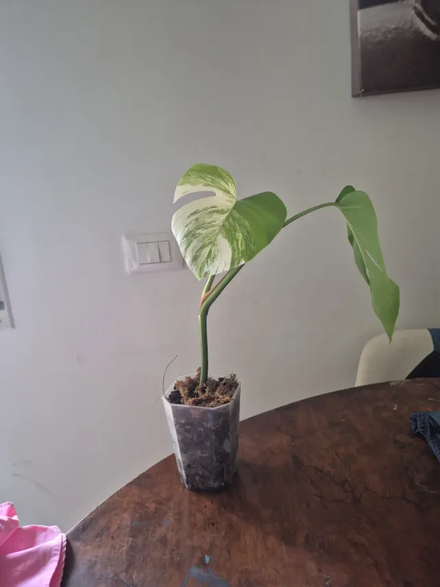Monstera Albo Variegata Pianta