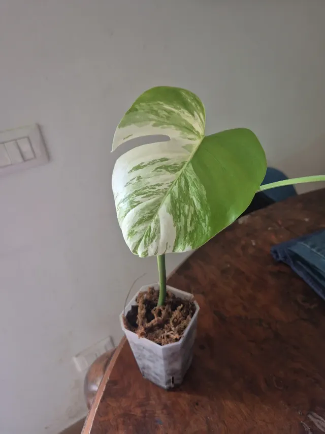 Monstera Albo Variegata Pianta