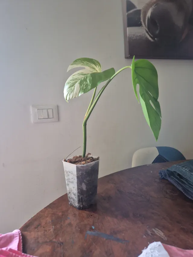 Monstera Albo Variegata Pianta