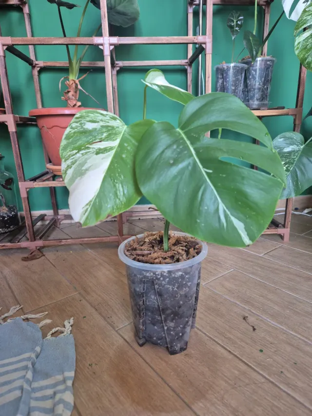 Monstera Albo Variegata