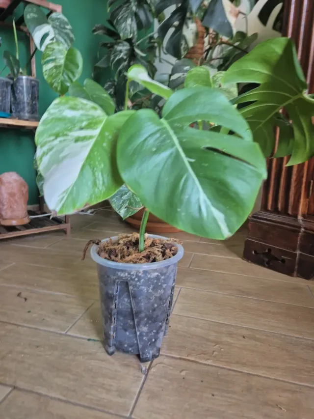 Monstera Albo Variegata