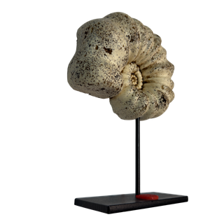 Réplica Amonita Beige Única