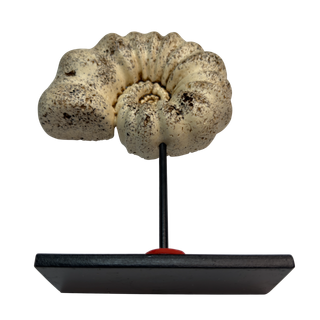 Réplica Amonita Beige Única