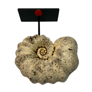 Réplica Amonita Beige Única