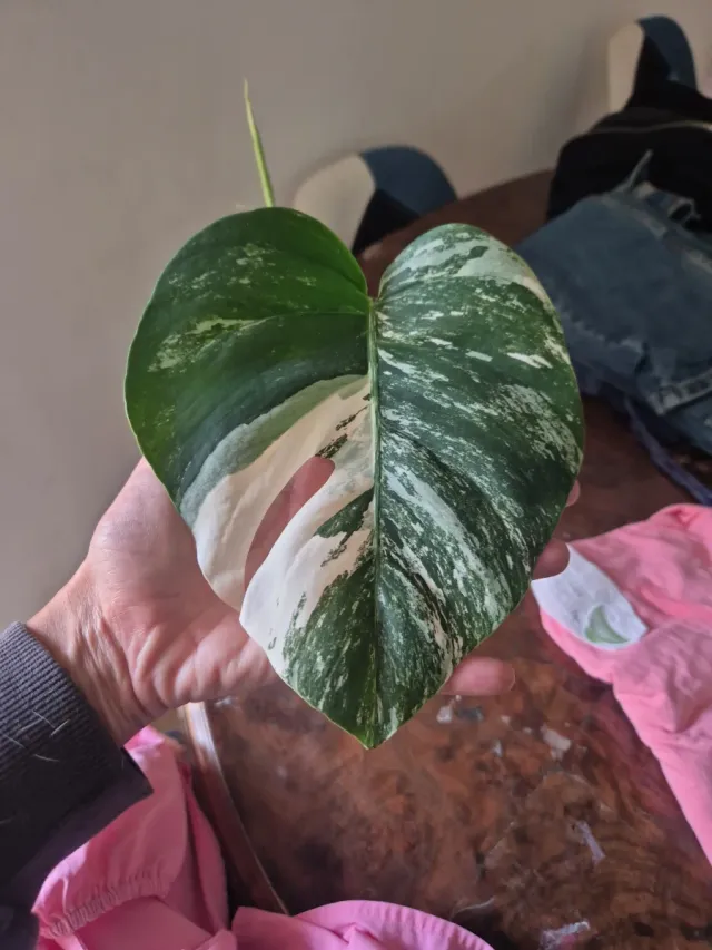 Monstera Albo Variegata