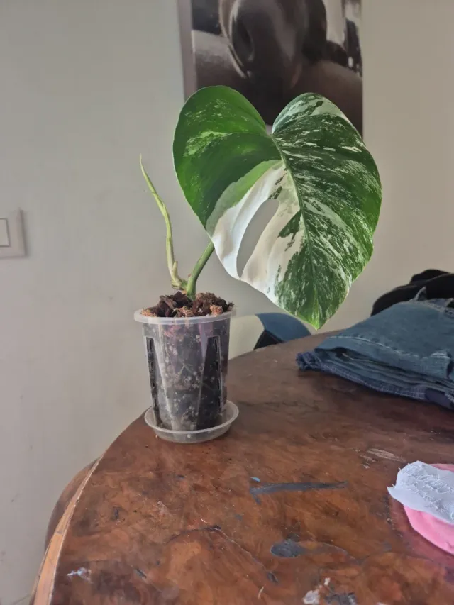 Monstera Albo Variegata
