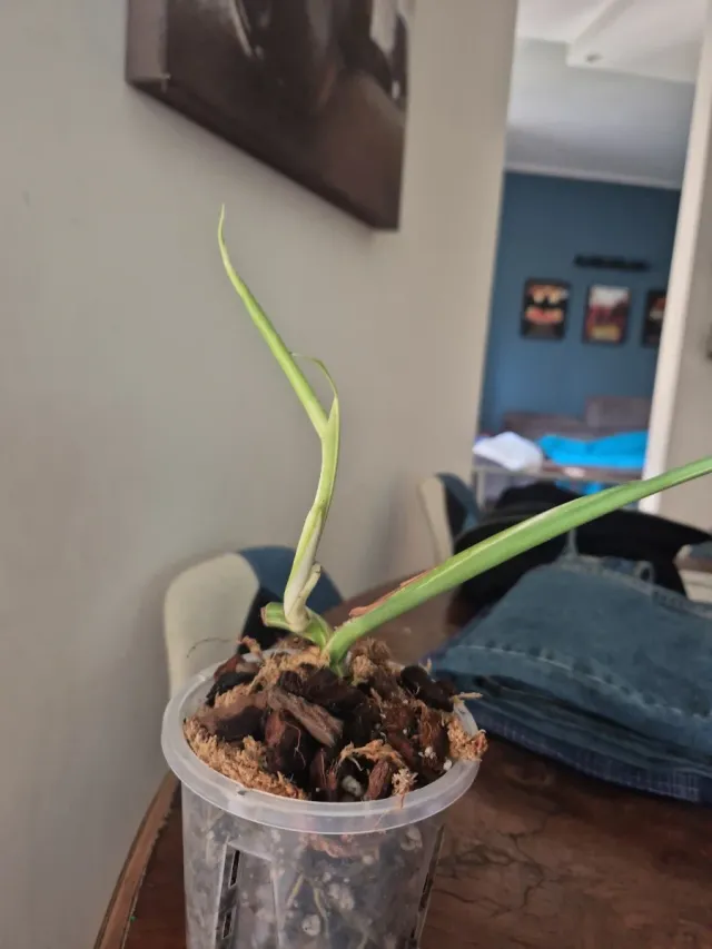 Monstera Albo Variegata