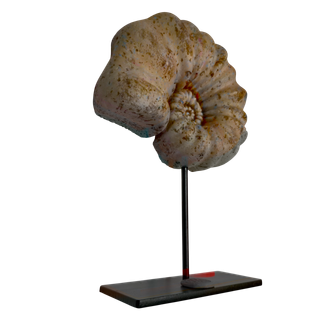 Réplica Amonita Rosa Única