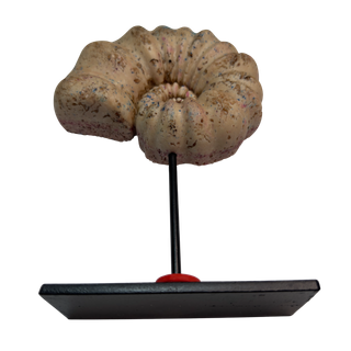 Réplica Amonita Rosa Única