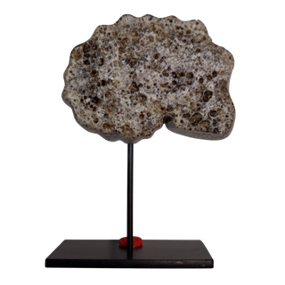 Réplica Amonita Lila Única