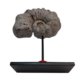 Réplica Amonita Lila Única