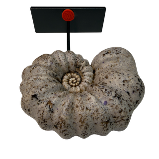 Réplica Amonita Lila Única