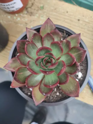Suculentas y cactus variados