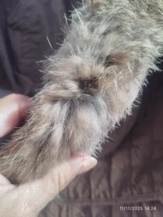 Abrigo Purificación García Beige