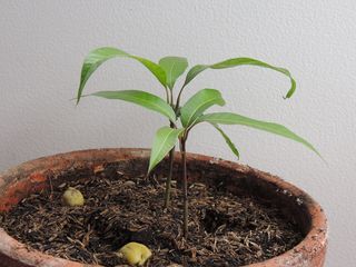 PLANTELES EN MACETA ARBOL DE MANGO