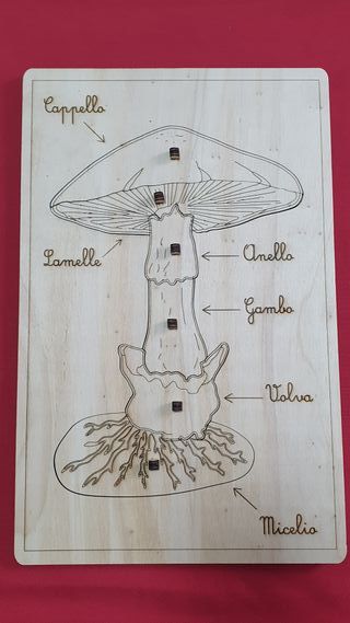 Puzzle legno fungo montessori nomenclatura