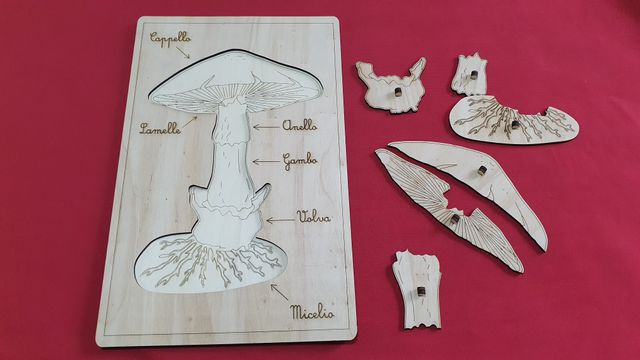 Puzzle legno fungo montessori nomenclatura