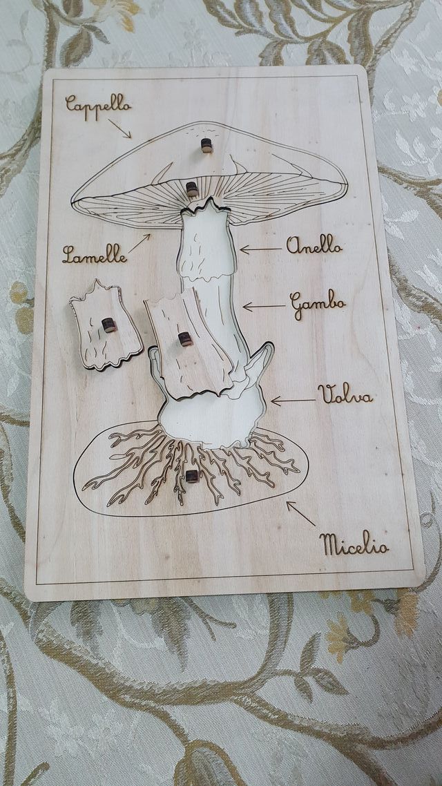 Puzzle legno fungo montessori nomenclatura