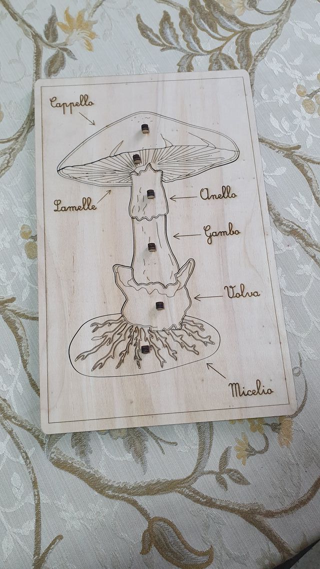 Puzzle legno fungo montessori nomenclatura
