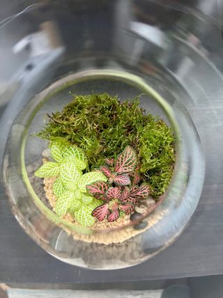 TERRARIO / JARDÍN ETERNO