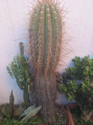 Cactus grande y plantas suculentas