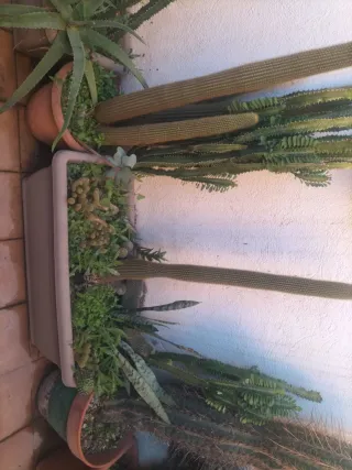 Cactus variados en maceta