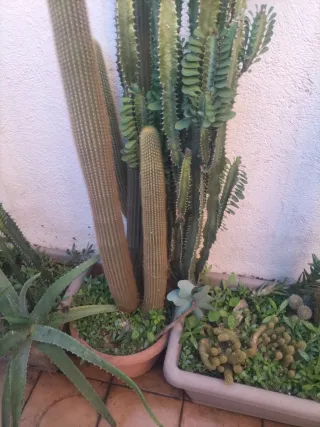 Cactus variados en maceta