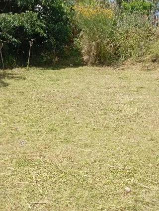 Jardinero Servicio de desbroce de terrenos