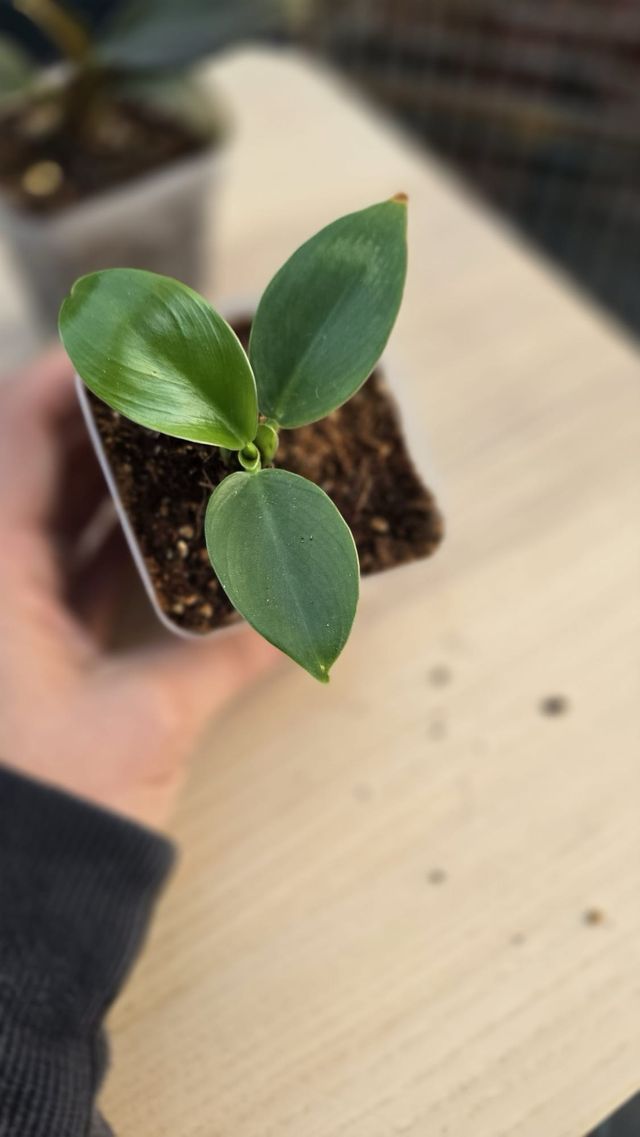 Pack iniciación 4 Philodendrons colección