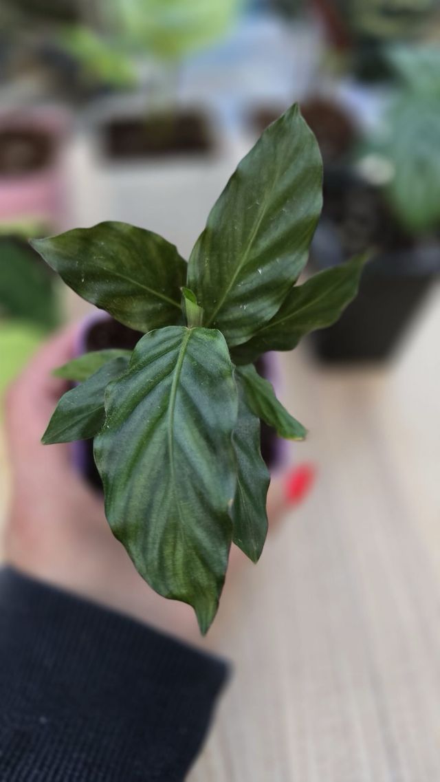 Pack plantas iniciación 6 Calatheas