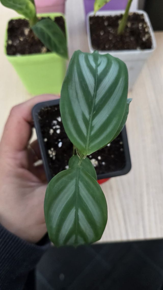 Pack plantas iniciación 6 Calatheas