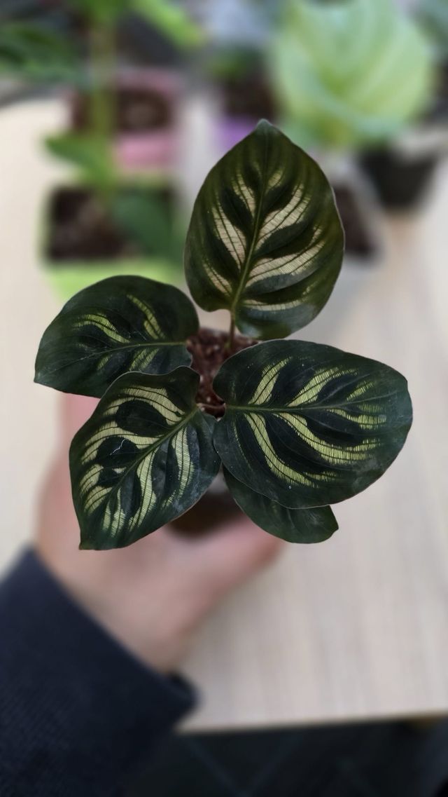 Pack plantas iniciación 6 Calatheas