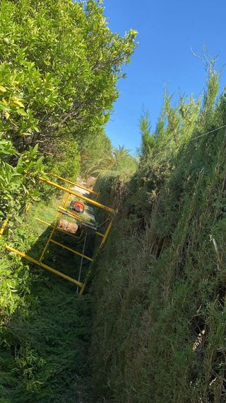 Trabajos de jardinería y poda .