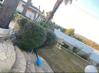 Trabajos de jardinería y poda .