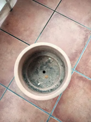 Maceta vieja estilo Rústico