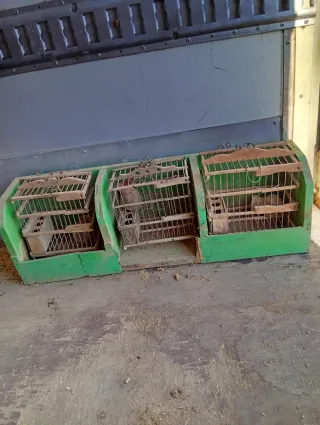 Jaulas pájaros madera antigua