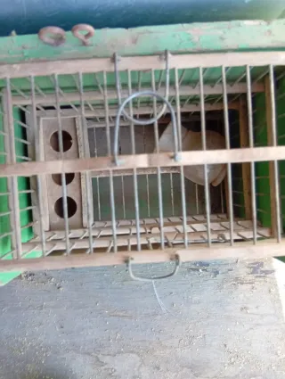 Jaulas pájaros madera antigua