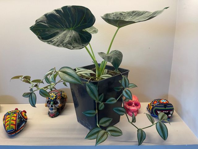 Alocasia Regal Shields y Tradescantia