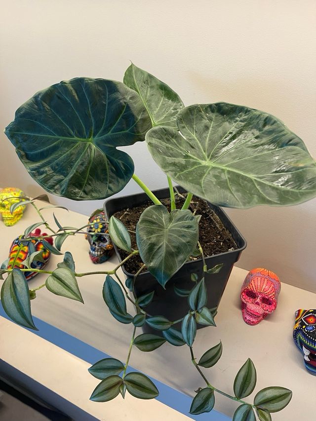 Alocasia Regal Shields y Tradescantia