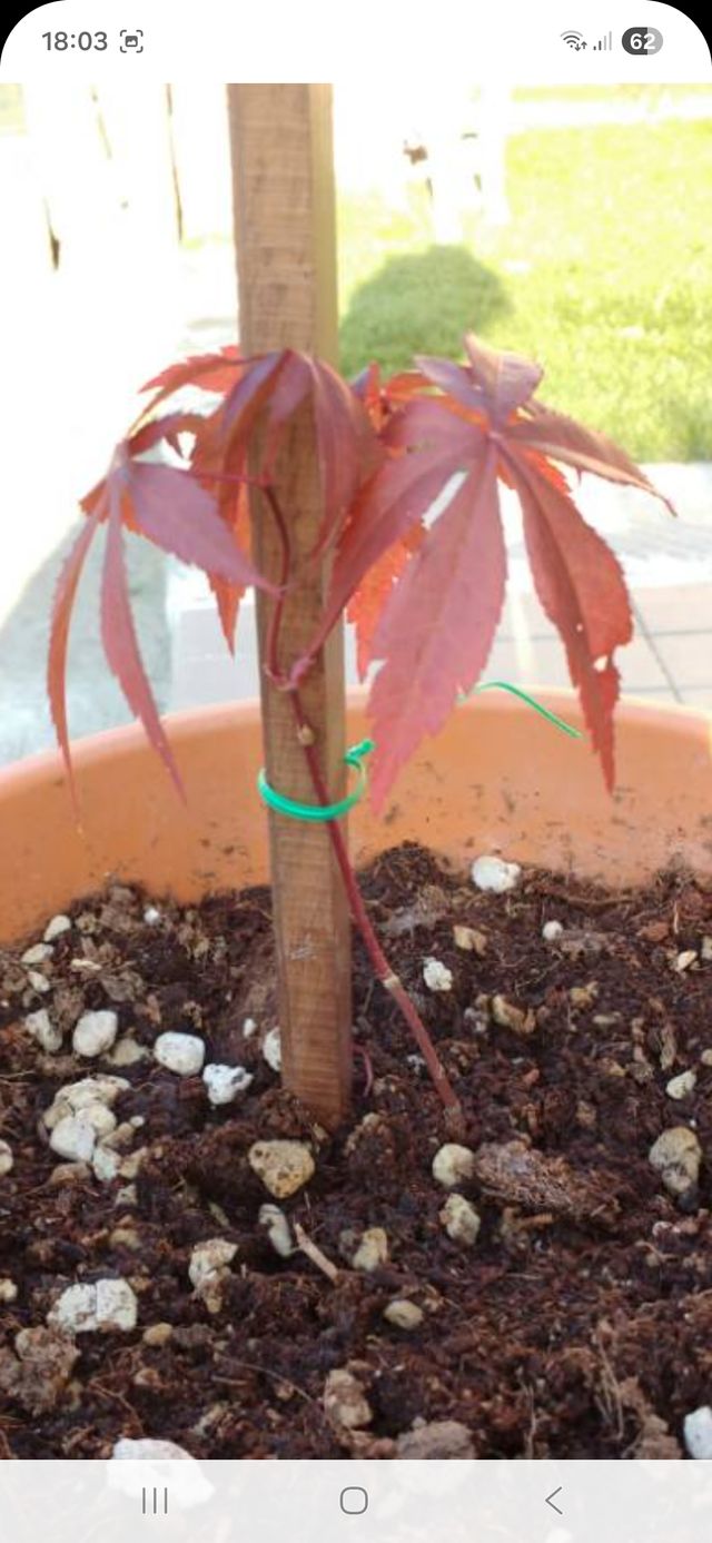 Aceri Giapponesi Rossi