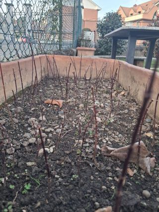 Aceri Giapponesi Rossi