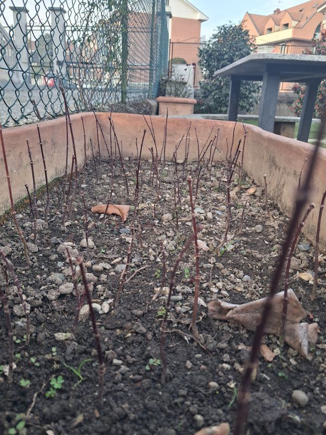 Aceri Giapponesi Rossi