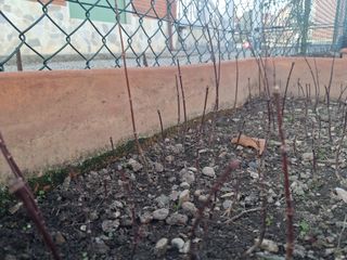 Aceri Giapponesi Rossi