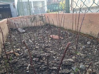 Aceri Giapponesi Rossi