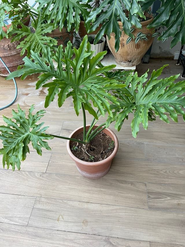 Philodendron bipinnatifidum Planta Tropical