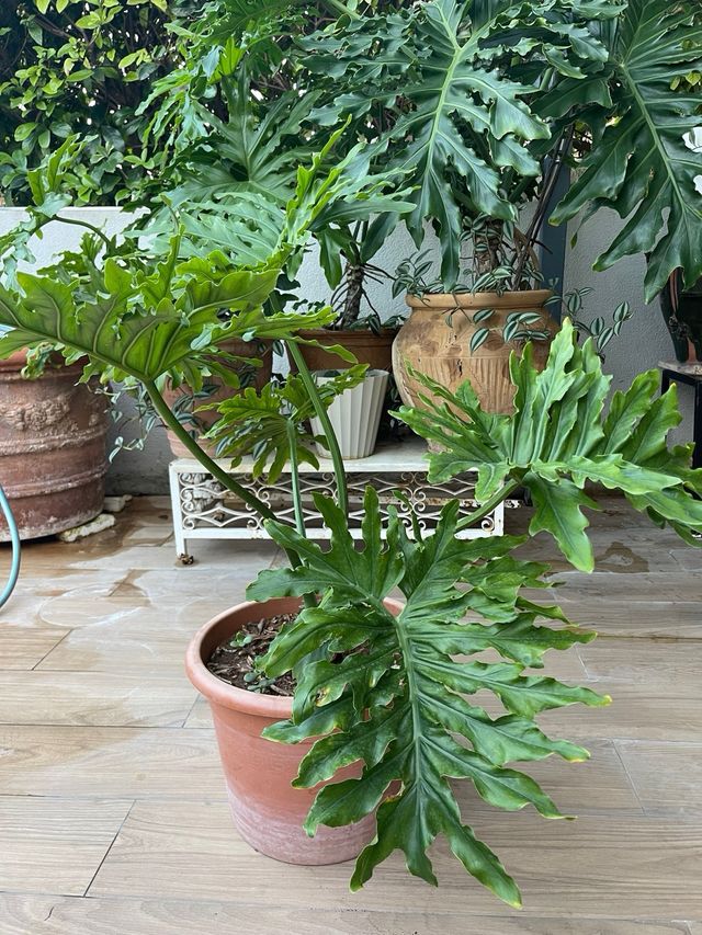 Philodendron bipinnatifidum Planta Tropical